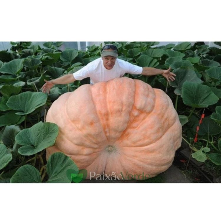 20 Sementes MORANGA Gigante Dills Atlantic + 32 Sementes de Melancia Gigante Congo