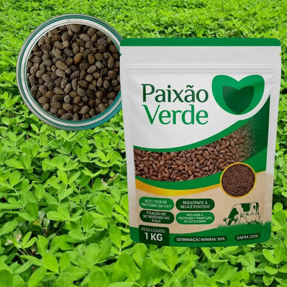 Semente de Grama Amendoim Forrageiro