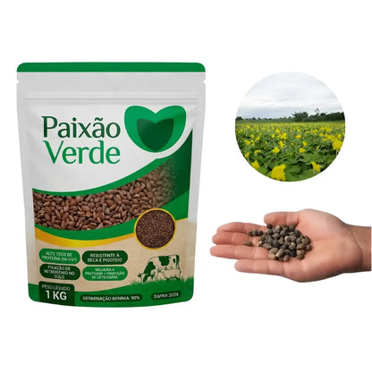 Semente de Grama Amendoim Forrageiro