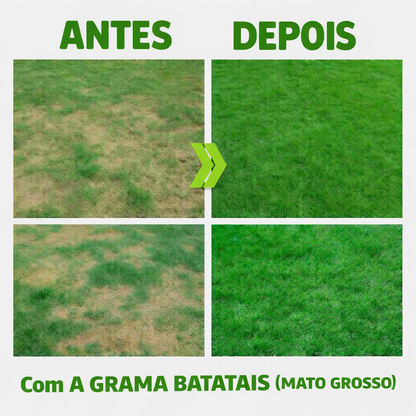 Sementes de Grama Mato Grosso (Batatais) - TerraVerde™