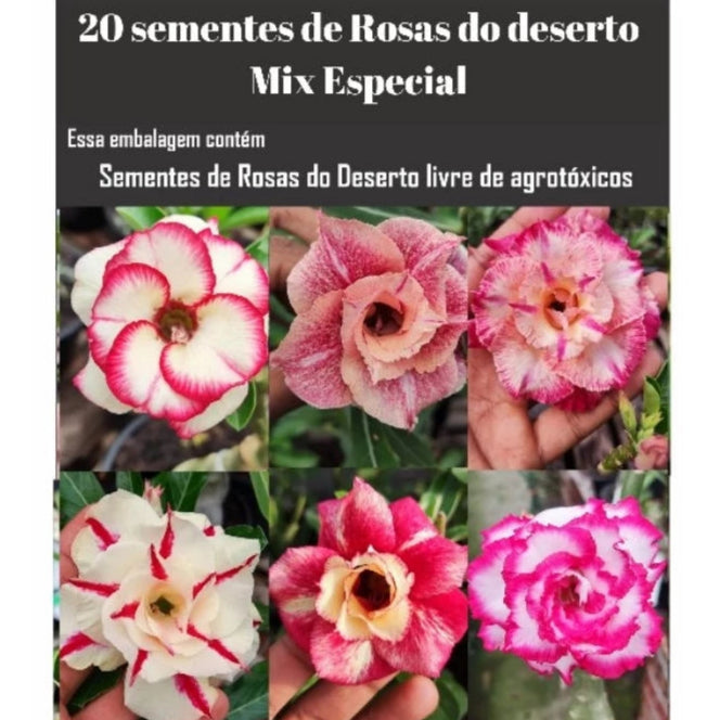 20 Sementes de Rosas do Deserto