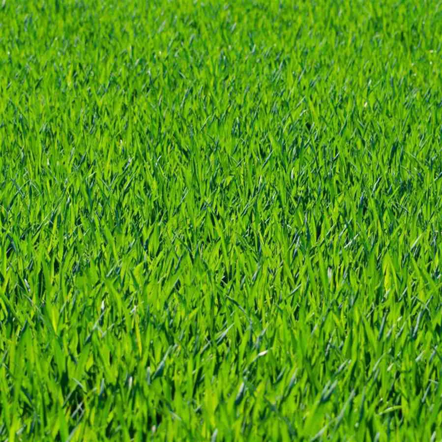 Sementes de Grama Mato Grosso (Batatais) - TerraVerde™