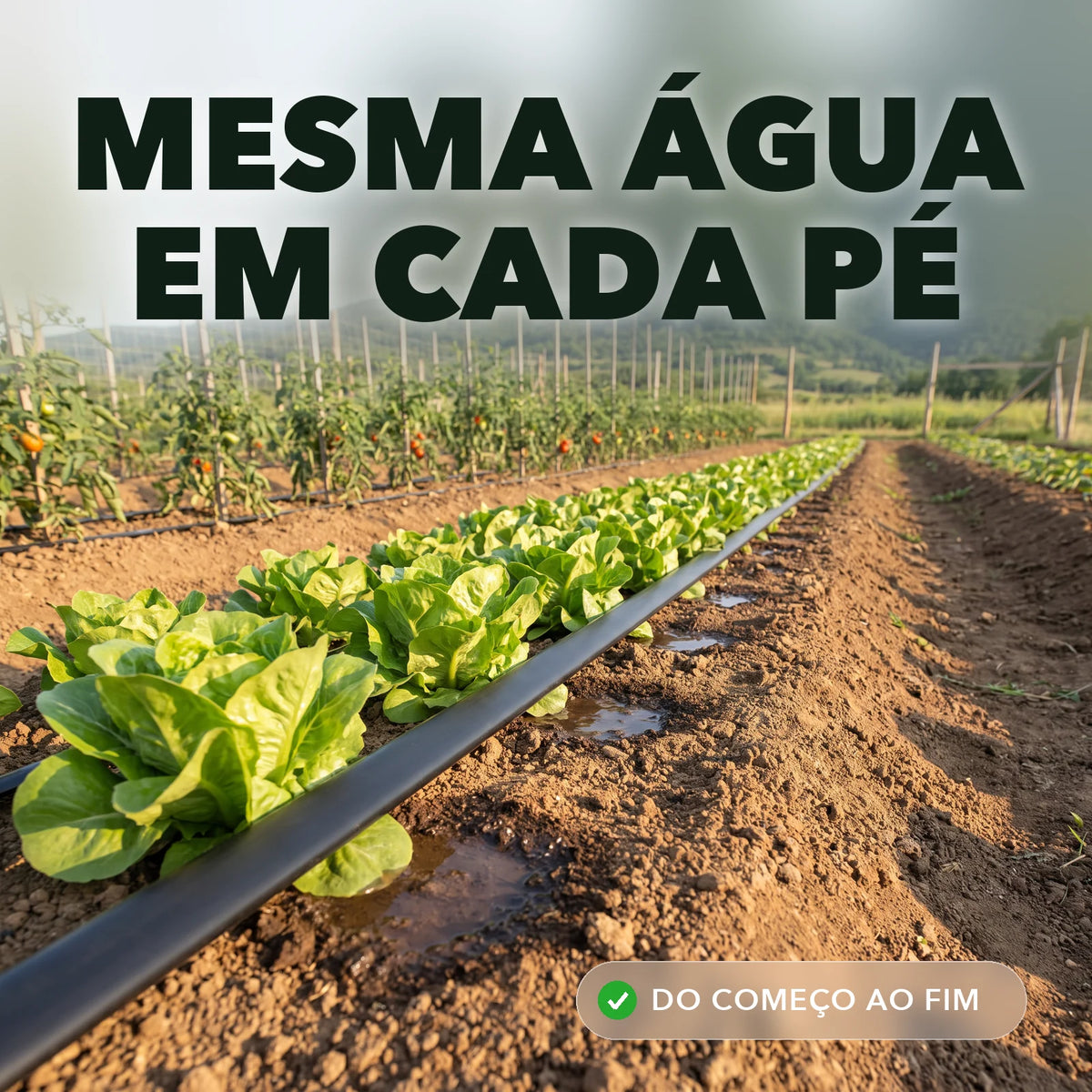 Mangueira gotejadora na fileira de alface