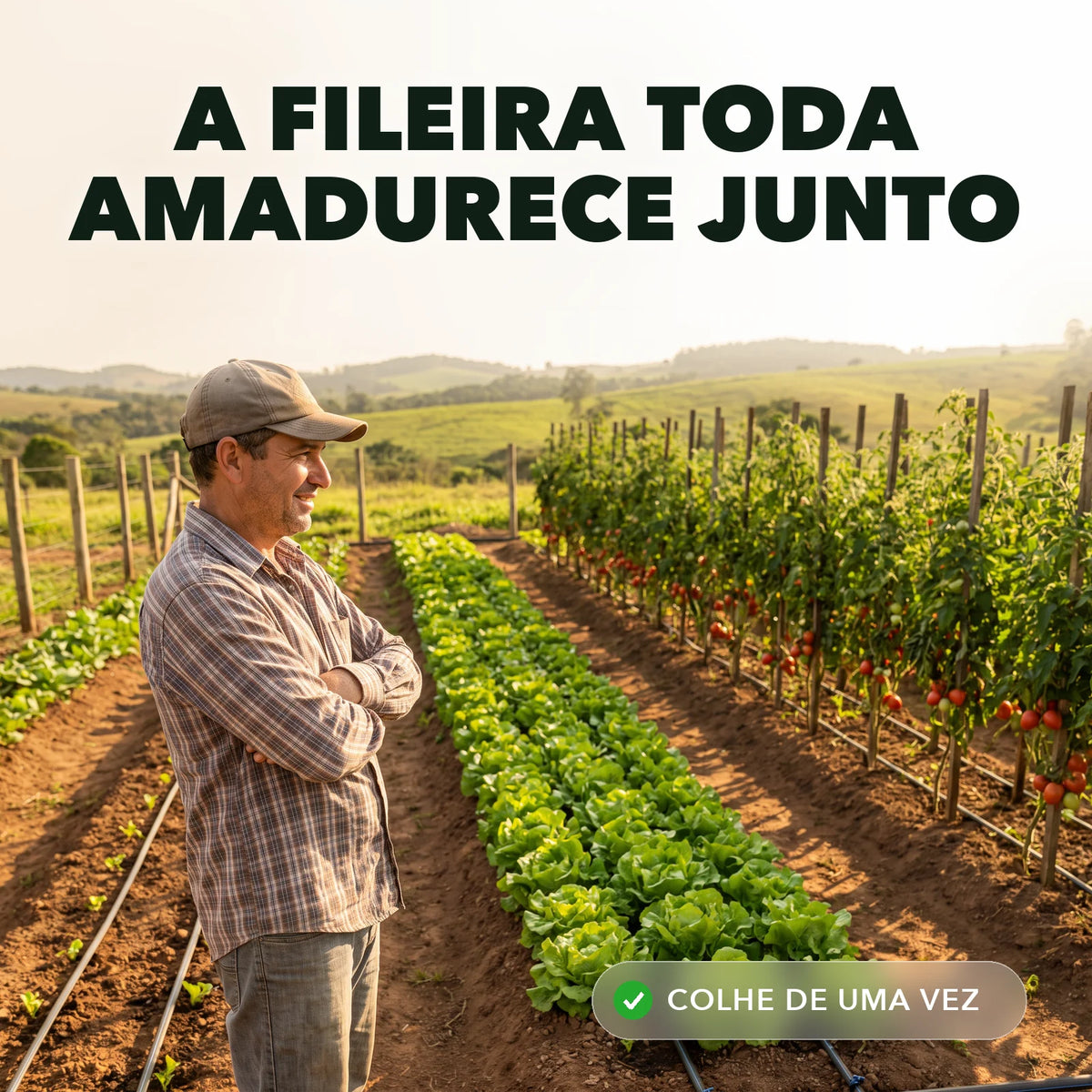 Horta com fileiras uniformes no fim da tarde
