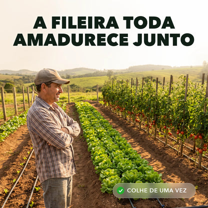 Horta com fileiras uniformes no fim da tarde