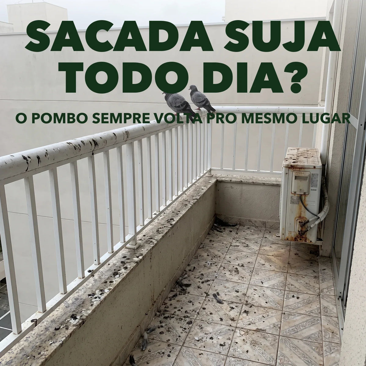 Sacada suja de pombo todo dia