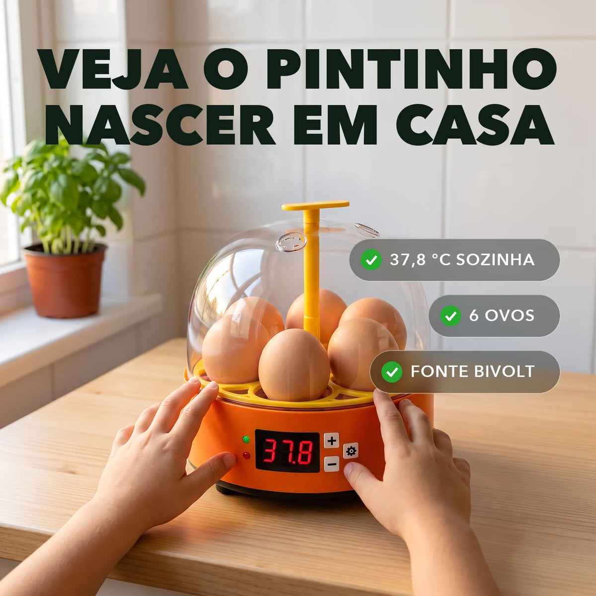 Chocadeira 6 Ovos - NinhoVivo™ Paixão Verde