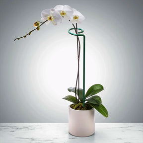 Suas Plantas Mais Grandiosas e Vivas -  Suportes PlantLife™ (Perfeito para Orquídeas, Flores e Rosas)